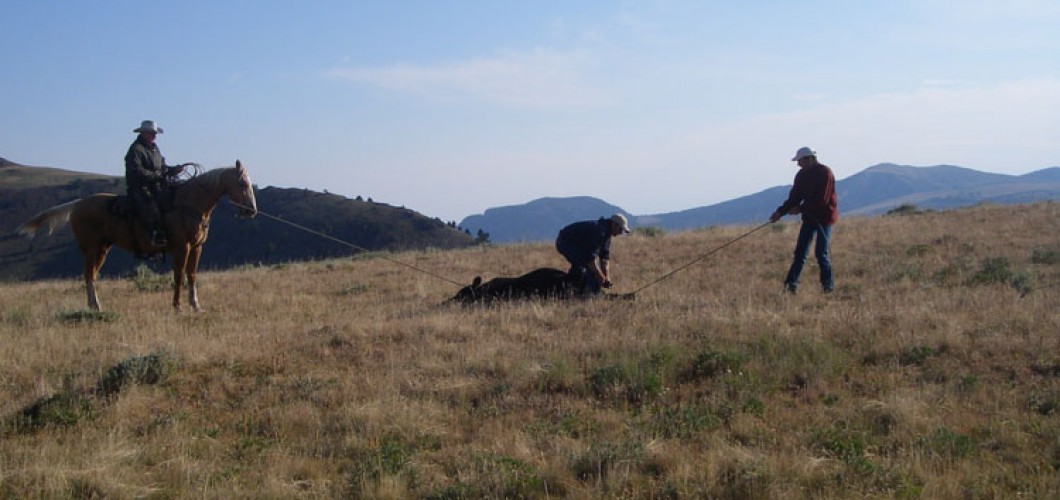 Montana (53)
